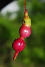 Image result for Maerua duchesnei