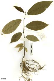 Image result for Antiaris toxicaria