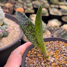 Image result for Ledebouria luteola