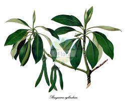 Image result for Rhizophoraceae