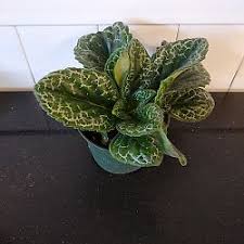 Image result for Streptocarpus leptopus