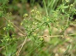 Image result for Galium stenophyllum