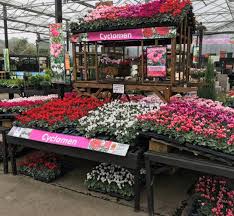 Chislehurst Thompsons Plants Garden Centres