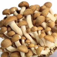 All of the colourpyne® colours and finishes on one page. Beech Mushroom Hypsizygus Tessellatus Brown Pure Culture For Organic Mushroom Cultivation Accord 43 90