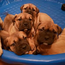 Occasionally abars will get bullmastiffs that have been abandoned at a local veterinarian's office or from a good citizen that has found the dog and exhausted all means. Bullmastiff Puppies For Sale Kingwood Tx 297209