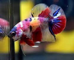While we cannot guarantee an exact color pattern, we typically have a wide variety of colors for this betta variety. No 20 Hmpk Nemo Betta Fish Male Betta Fish Betta Fish