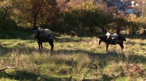 The word areopoli, which means city of ares, the ancient greek god of war, became the official name in 1912. Light Thickens Bonus Clip 3 Lechovo Drosopigi Youtube