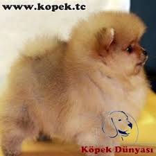 Yavru Kopek Ilanlari Kopek Dunyasi Yavru Kopek Kopek Veterinerler