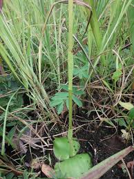 Image result for Satyrium kitimboense