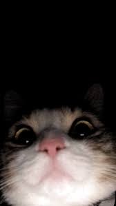 Cat Aesthetic Cute Cat Memes Cute Cat Wallpaper Cute Animals