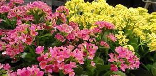 How To Grow Flowering Kalanchoe Today S Homeowner Kalanchoe Flowers Plants Planting Flowers