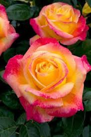 Check out our orient express rose selection for the very best in unique or custom, handmade pieces from our shops. Rose Pullman Orient Express Beautiful Flowers Hybrid Tea Roses Flowers