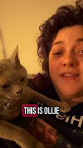 El gato quiere que te calles