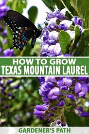 It normally laurel blossoms either in late spring or early 13 how do you prune overgrown mountain laurel? How To Grow Texas Mountain Laurel Gardener S Path