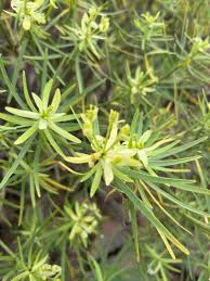 Image result for Euphorbia jubata
