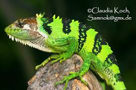 Image result for Polychrus liogaster