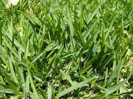 Intro to lawn spraying lawn spraying is the most challenging of the three fundamentals ways to have a successful st. St Augustine Grass Dickerson Landscaping