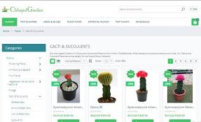 9.4 cm own roots 45,00 €. How To Buy Cactus Online India Best Place To Buy Cactus Online