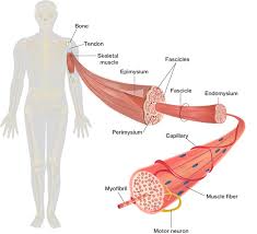 Here we explain the major muscles of the human body. Organization Of Skeletal Muscles Course Hero