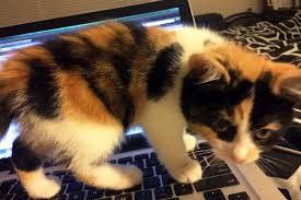 A complete collection of calico cat names, with over 200 names for female calico cats. 8 Questions About Calico Cats Answered Catster