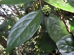 Image result for Monimiaceae