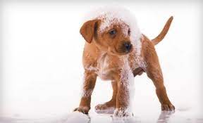 50 Off Grooming Services At My Yuppy Puppy Boutique Spa Two Options Available Oatmeal Bath For Dogs Dog Wash Dog Grooming Supplies