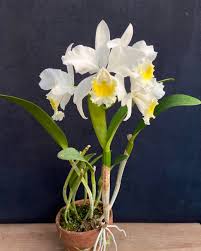 An early bifoliate white is C Celia (harrisoniana x Lady Veitch) from 1920.  Shown is 'A J Keeling' who was a respected commercial grower in Bradford,  England. #cattleya #chadwickorchids #orchids #cattleyaoftheday #celia #