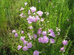 Image result for Geigeria filifolia