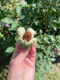 Image result for Datura inoxia
