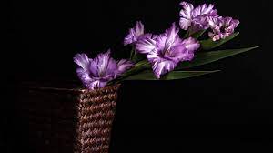 High Resolution Wallpapers Flower Wallpaper Dawson Fairy 2017 03 06 Purple Flowers Gladiolus Flower Flowers