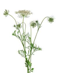Image result for Apiaceae
