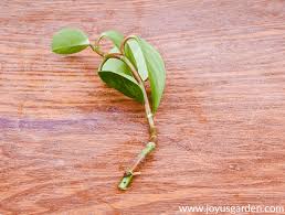Again, the air could be too dry and the humidity may need to be increased. Pruning Propagating A Baby Rubber Plant