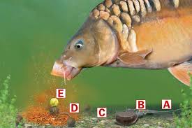 For many a big fish angler it's the first port of call, as the larger mouthful gives you buoyancy options as well as proving useful for. All Big Carp Anglers Are Searching For That Extra Special Trick That Can Lead To Another Huge Carp Landed One Great Way To Fish Carp Fishing Bait Fishing Bait