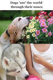 Dogs See The World Through Their Noses Dogs Pets Animals And Pets