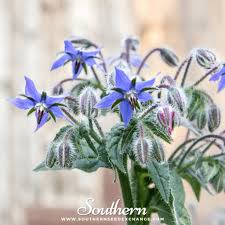 Image result for Borago
