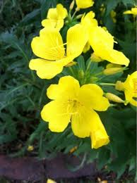 We did not find results for: Pin On Mygardenanswers