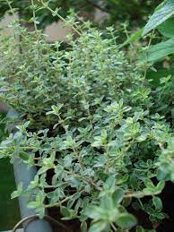 Tips For Pruning Thyme Plants For Best Growth Thyme Plant Planting Herbs Herbs