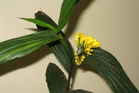 Image result for Corymborkis