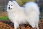 28 Fluffy Dog Breeds (Big and Small Breeds) | PlayBarkRun