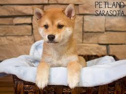 Best puppies for sale at infinity pups, we give healthy cute puppies and dogs for sale from german shepherd to husky, are well maintained by us. Shiba Inu Puppies Petland Sarasota
