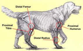 Osteosarcomas are painful tumours that often first appear as hot, solid, tender swellings. Charles Loops Dvm Osteosarcoma