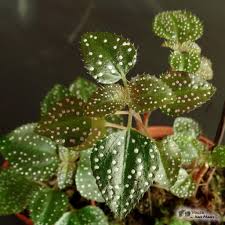 Image result for Calvoa orientalis