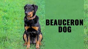 Puppies will kc registered, microchipped, 1st vaccination, flea treatment, wormed. Beauceron Dog Breed Information Training Tips Petmoo