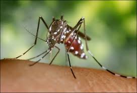 Fortunately, most people infected with wnv will have no symptoms. Eerste Geval Van Westnijlvirus Bij Mensen In Duitsland Het Nieuwsblad Mobile