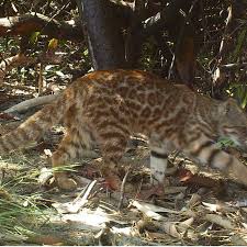 Toda la información del colo colo Pampas Cat Leopardus Colocolo In San Pedro De Vice Mangrove Peru Download Scientific Diagram