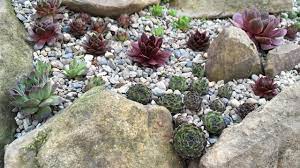 Kromkloof nursery is a boutique nursery, located in the limpopo province of south africa, between the towns of modimolle (nylstroom), mookgophong (naboomspruit) and vaalwater. Building Succulent Rock Garden Sempervivum Orostachys Sedum Cold Hardy Plants 2020 Youtube