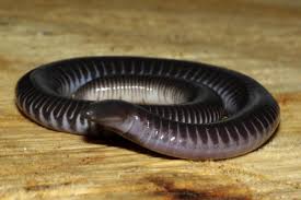 Any tropical limbless cylindrical amphibian of the order apoda (or gymnophiona ),. Caecilians Current Biology
