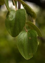 Image result for Ziziphus abyssinica