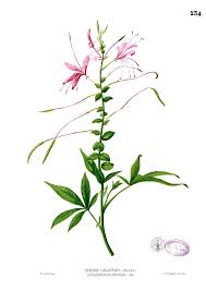 Image result for Cleomaceae