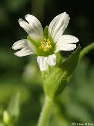 Image result for Cerastium